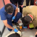Hatay'da Zincire Sıkışan Köpek, İtfaiye Ekipleri Tarafından Kurtarıldı