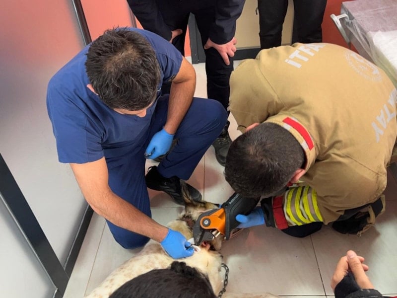 Hatay'da Zincire Sıkışan Köpek, İtfaiye Ekipleri Tarafından Kurtarıldı