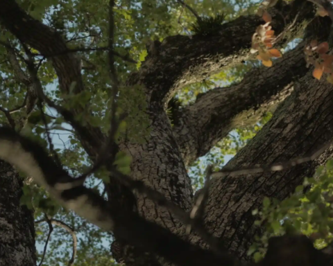 Hiroshima'daki Nükleer Patlamaya Rağmen Hayatta Kalan Ağaçlar
