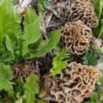 Hisarcık’ta Kuzugöbeği Mantarı Toplama Sezonu Başladı: Kilosu 1000 Lira