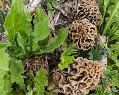 Hisarcık’ta Kuzugöbeği Mantarı Toplama Sezonu Başladı: Kilosu 1000 Lira