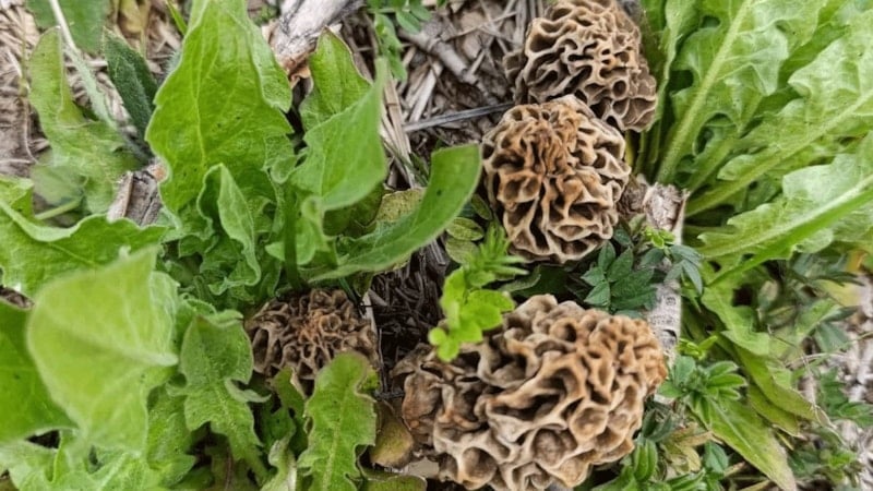 Hisarcık’ta Kuzugöbeği Mantarı Toplama Sezonu Başladı: Kilosu 1000 Lira