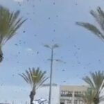 İsrail'de dev arı istilası: Hava operasyonları durduruldu, halka evlerinde kalması önerildi