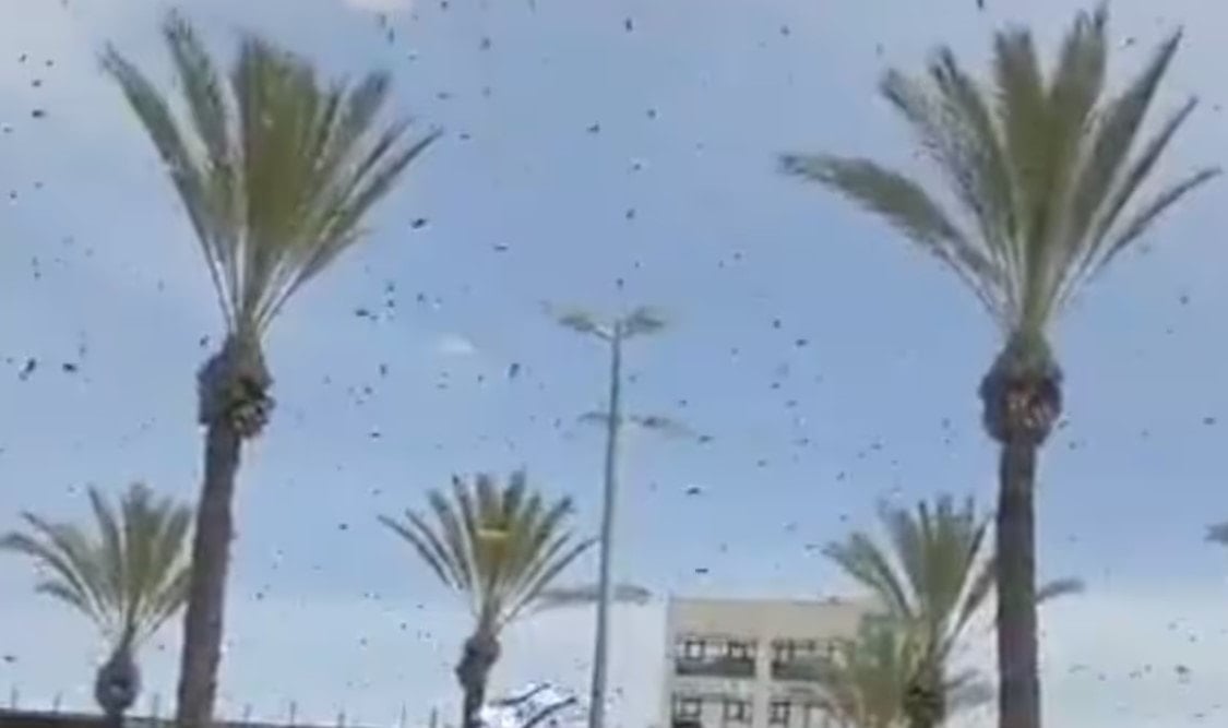 İsrail'de dev arı istilası: Hava operasyonları durduruldu, halka evlerinde kalması önerildi