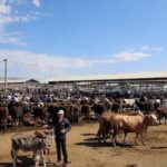 İstanbul'da Kurban Pazarları Açıldı, 2026 Yılı İçin Hazırlıklar Tamamlanıyor