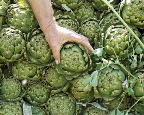 İzmir'de Enginar Hasadı Başladı, Üreticiler İçin Ekonomik Fırsatlar Sunuyor