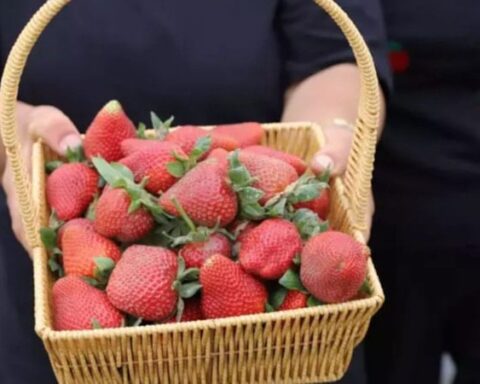 İzmir’de Kadınların Geçim Kaynağı Olan Organik Çilek Hasadı Başladı