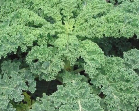 Japonların Süper Besini: Kara Lahana Sağlık İçin Fark Yaratan Besin Değeri Taşıyor