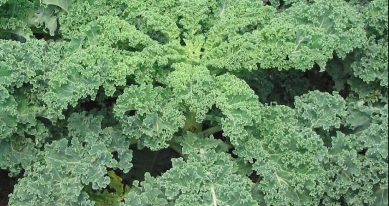 Japonların Süper Besini: Kara Lahana Sağlık İçin Fark Yaratan Besin Değeri Taşıyor