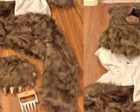 Kaliforniya'da Ayı Kostümüyle Sigorta Dolandırıcılığı Operasyonu