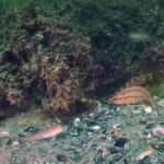 Karadeniz'de keşfedilen devasa alg ormanları ekosistemi dönüştürüyor