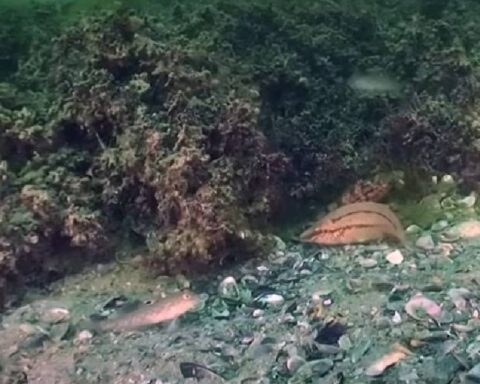 Karadeniz'de keşfedilen devasa alg ormanları ekosistemi dönüştürüyor