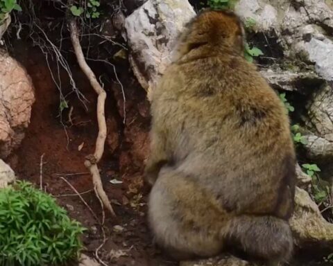 Kontrolsüz turizm, makak maymunlarının toprak yeme davranışını artırıyor