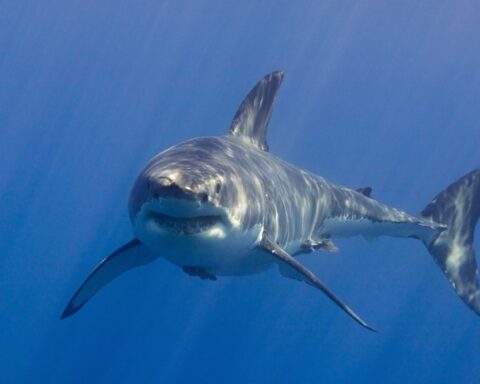 Köpek balıkları, turizmle artan kirlilik nedeniyle uyuşturucu maddeler taşıyor