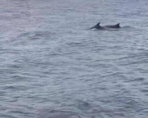 Küçükçekmece Sahili'nde yunuslar göründü, görsel şölen sundular