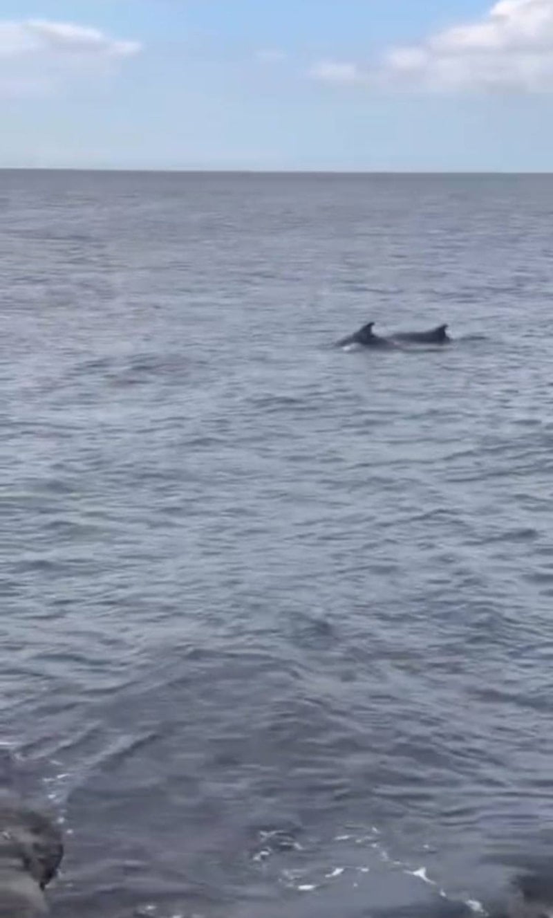 Küçükçekmece Sahili'nde yunuslar göründü, görsel şölen sundular