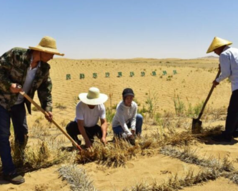 Kuraklıkla Mücadelede Doğal Yeşil Duvar: Minqin Bölgesi Yeniden Hayata Döndü