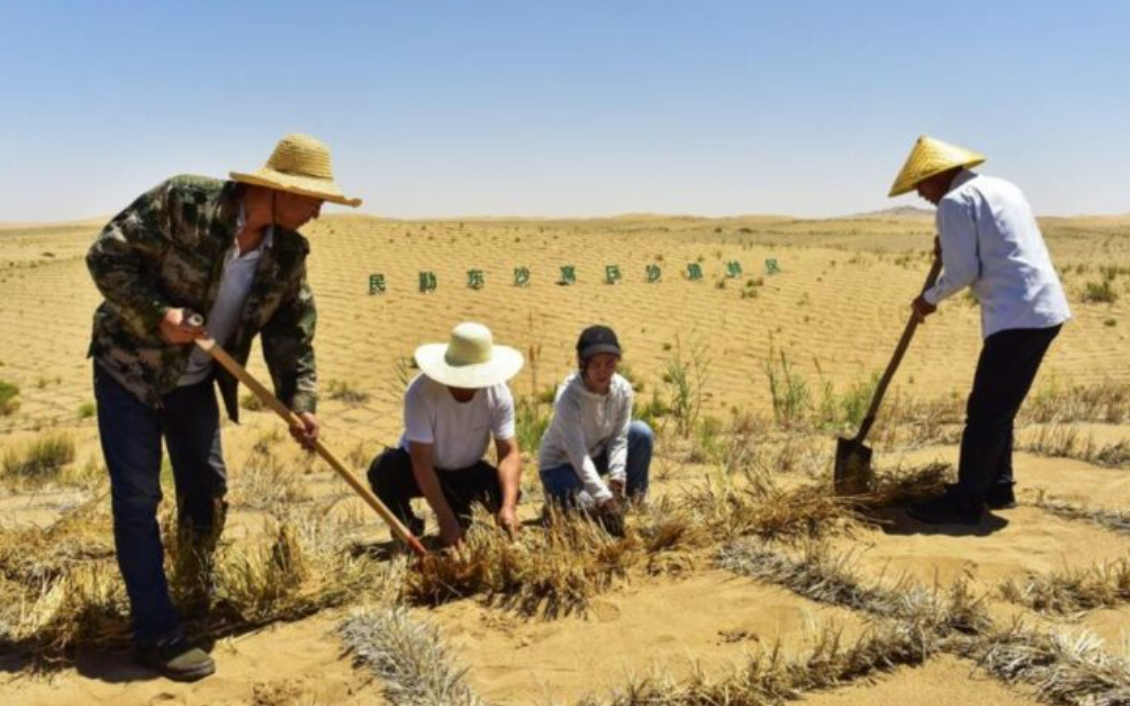 Kuraklıkla Mücadelede Doğal Yeşil Duvar: Minqin Bölgesi Yeniden Hayata Döndü