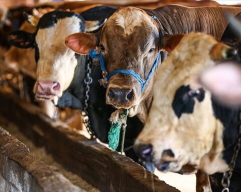 Kurban bağışlarında dolandırıcılara karşı dikkatli olunması gerekiyor