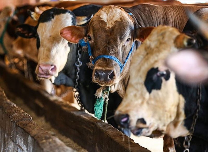 Kurban bağışlarında dolandırıcılara karşı dikkatli olunması gerekiyor