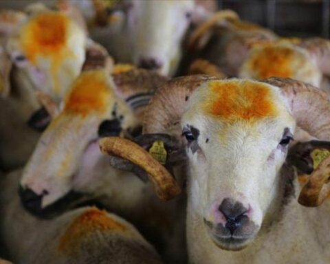 Kurbanlık Seçerken Dikkat Edilmesi Gerekenler