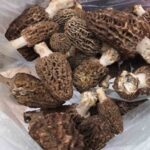 Kuzugöbeği mantarı doğada kendiliğinden yetişerek pazarlarda yerini alıyor