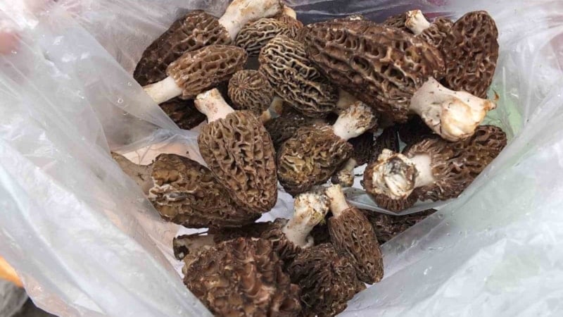 Kuzugöbeği mantarı doğada kendiliğinden yetişerek pazarlarda yerini alıyor