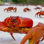 Milyonlarca yengeç, Christmas Adası'nda yumurtlama için sahillere doğru göç ediyor