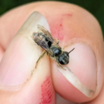 Nadir Bir Arı Türü 119 Yıl Sonra New York'ta Yeniden Tespit Edildi