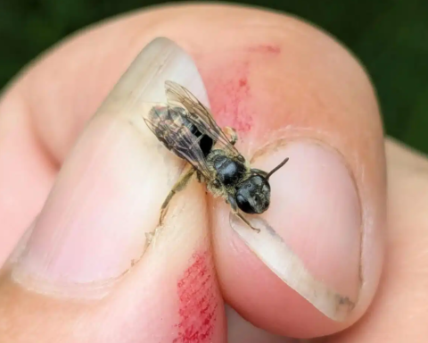 Nadir Bir Arı Türü 119 Yıl Sonra New York'ta Yeniden Tespit Edildi