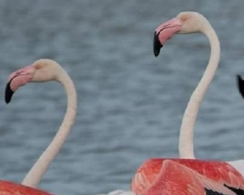 Nadir bulunan pembe flamingolar, güvenli bir yaşam alanı arıyor