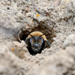 New York'taki mezarlıkta yer altında dev arı kolonisi keşfedildi