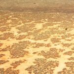 Nullarbor Ovası'ndaki hortum izinin kaynağı belirlendi