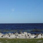 Okeechobee Gölü'nde yüksek timsah popülasyonu ve tehlikeli alg patlamaları riski artıyor