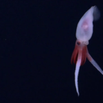 Okyanus Tabanında Keşfedilen Devasa Dağ, Bilim Dünyasında Heyecan Yarattı