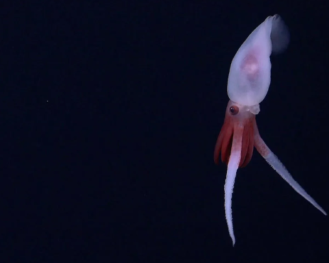 Okyanus Tabanında Keşfedilen Devasa Dağ, Bilim Dünyasında Heyecan Yarattı