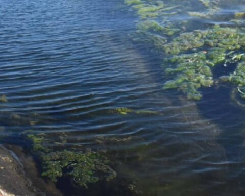 Pantanal bölgesi: Tehlikeli türlerle dolu ekosistem ve iklim krizi tehdidi