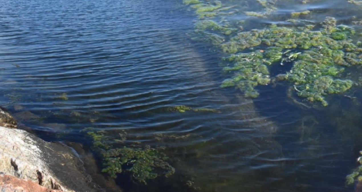 Pantanal bölgesi: Tehlikeli türlerle dolu ekosistem ve iklim krizi tehdidi