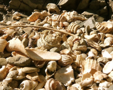 Pasifik Okyanusu'nda Antik Dönem Deniz Ürünleri Kabuklarından Oluşan Eşsiz Ada Keşfedildi