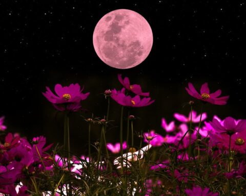 Pembe Ay dolunayı gece gökyüzünü aydınlatacak