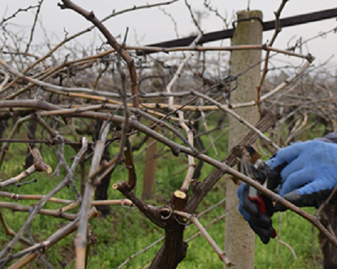 San Francisco'da Ağaç Budaması Yapmak, 50 Bin Dolar Cezayla Sonuçlandı