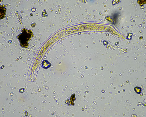 Sibirya'da 24 Bin Yıllık Canlı Örneği Yeniden Aktif Hale Geldi