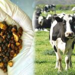 Sığır Safra Taşları Küresel Piyasada Altın Fiyatlarını Geçti