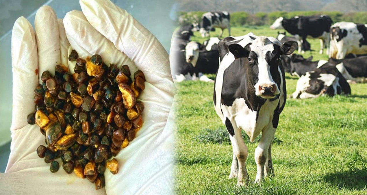 Sığır Safra Taşları Küresel Piyasada Altın Fiyatlarını Geçti