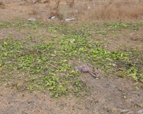 Ticaret Bakanlığı'ndan, Biberlerin Yem Olarak Kullanılmasına İlişkin Yanıltıcı Görüntülere Açıklama