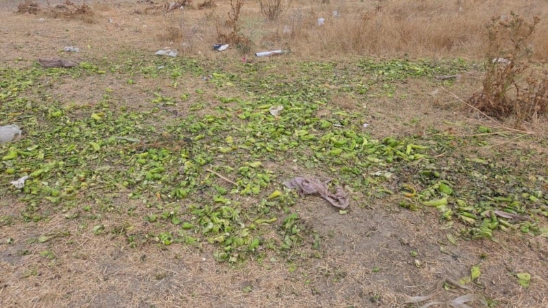 Ticaret Bakanlığı'ndan, Biberlerin Yem Olarak Kullanılmasına İlişkin Yanıltıcı Görüntülere Açıklama