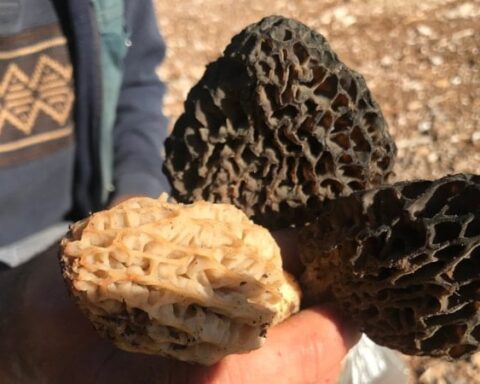 Toroslar’da Kuuzgöbeği Mantarı Sezonu Başladı: Kilosu 1500 Liraya Ulaşıyor