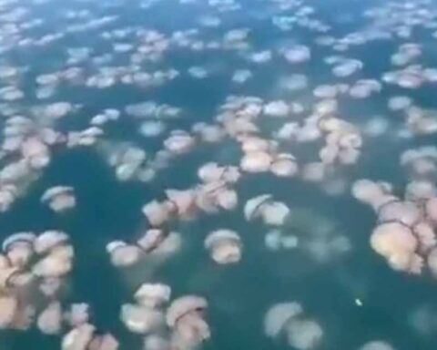 Trieste Körfezi'nde denizanası istilası balıkçılığı tehdit ediyor