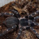 Tübingen'de Trende Unutulan 20 Canlı Tarantula Sahibine Teslim Edildi