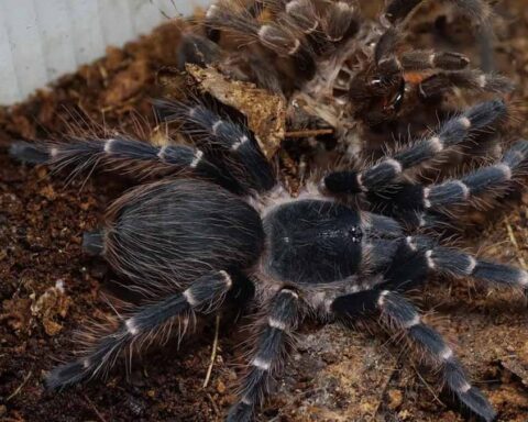 Tübingen'de Trende Unutulan 20 Canlı Tarantula Sahibine Teslim Edildi